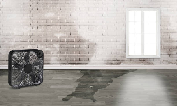 Best Professional water damage repair  in Nemacolin, PA